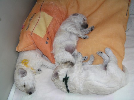 ... s plnými bříšky je dobré se prospat...